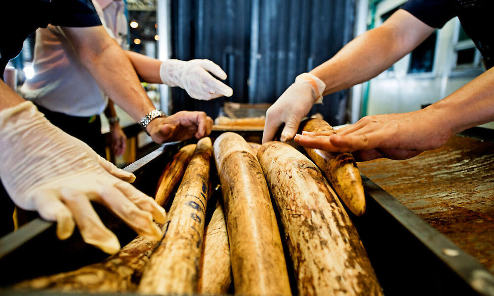 Thai officials seize shipment of illegal African elephant tusks.