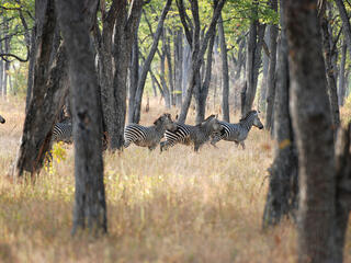 Zebras standing among trees