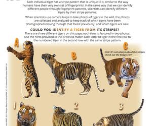 Identifying Tiger Stripes