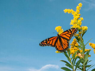 Monarch portrait against a blue sky