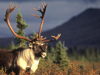 Caribou in field