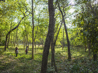 In the Khata CorriAdult and child collect grasses on the floor of the community forest in Khata Corridor, Nepal