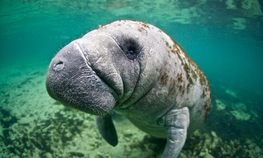 florida manatee WW2122266 Vincent Kneefel