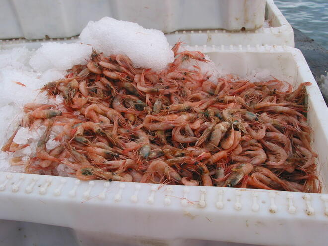 Shrimp, Greenland