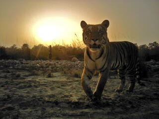 Banke Nepal camera trap