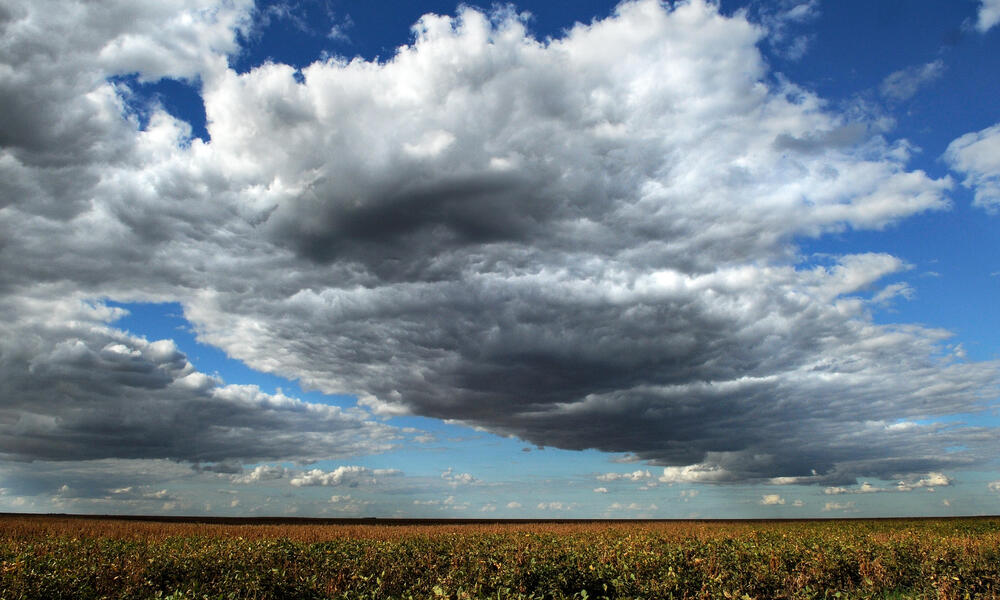 Large soy monoculture