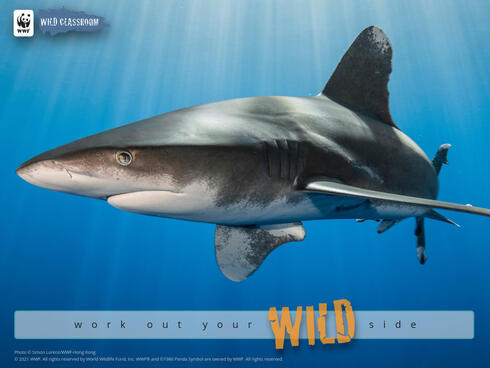 Oceanic whitetip shark (Carcharhinus longimanus).