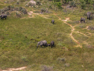  Aerial view of the african bush elephant (Loxodonta africana) in the Qorokwe concession, Okavango Delta, Botswana