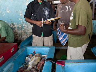 solomon island survey