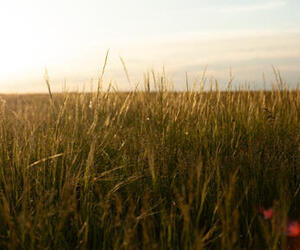 From Deserts to Grasslands