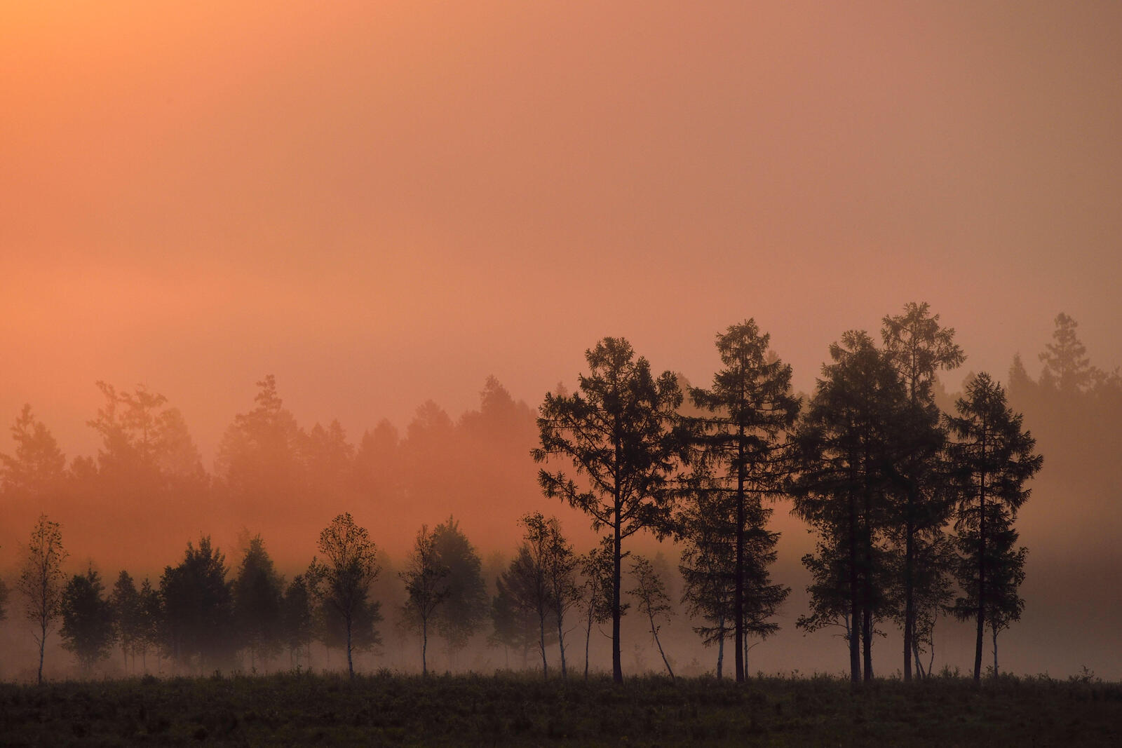 Red light from a rising sun silhouettes trees in a forest in China