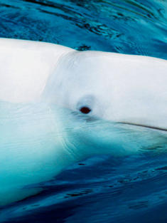 Beluga whale