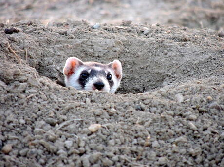 Ferret (Mustela putorius furo) release on the Crow Reservation in Montana, United States.