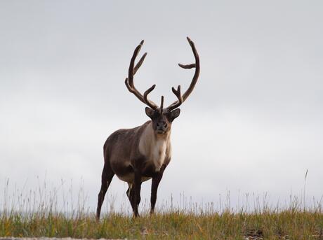 Barren-ground caribou (Rangifer tarandus groenlandicus), Churchill, Manitoba.