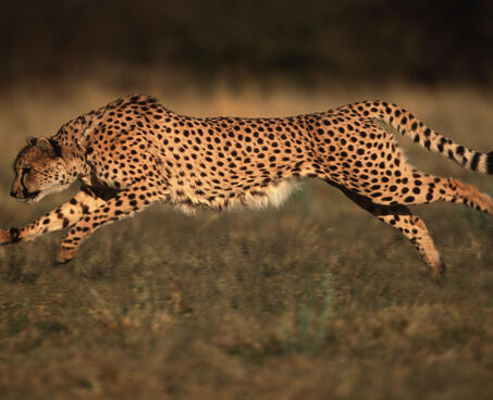 Cheetah running