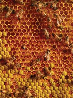 Bees on honeycomb