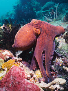 Day octopus