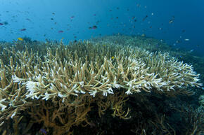 Coral Triangle