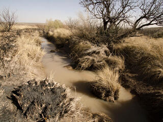 A spring in the desert