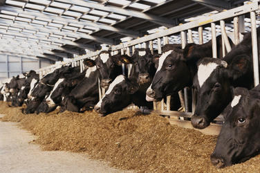 Cows