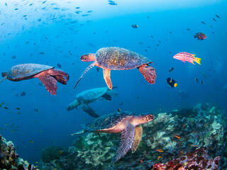 Four sea turtles swim around a coral reef in the Galapagos