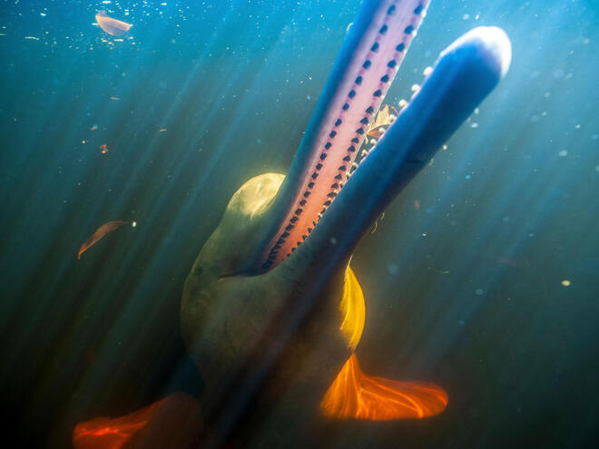 Amazon River Dolphin