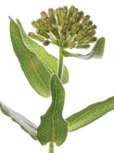 Milkweed