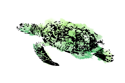 turtle