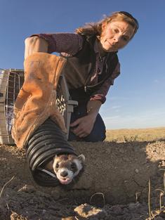 Black-footed ferret release