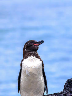 Three Galapagos penguins sitting on a rock