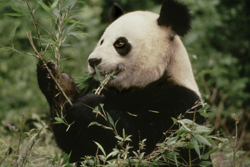 Giant panda eating bamboo