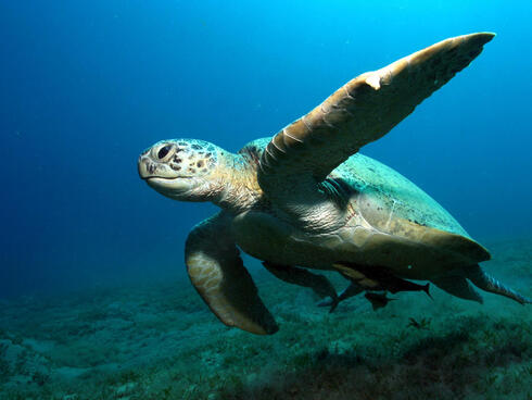 Green turtle (Chelonia mydas)