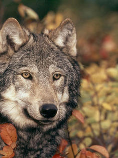 Grey wolf