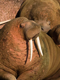 Pacific walrus (Odobenus rosmarus)