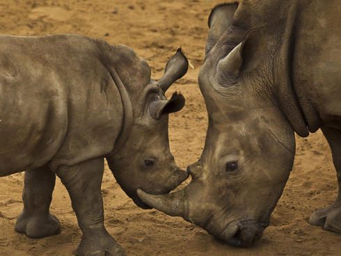 Rhino with calf