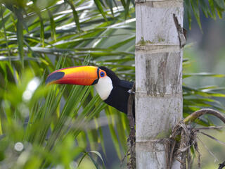 A toucan peeks out from behind a tree in the Atlantic Forest.