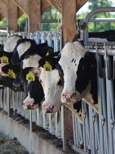 Holstein cow portrait