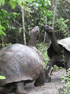 Giant Tortoises