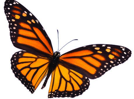 Monarch Butterfly.