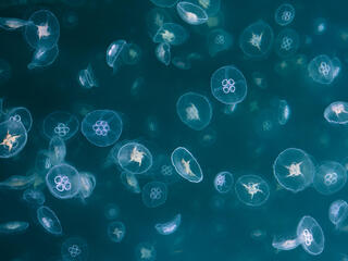 jellyfish in ocean