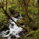 a waterfall in a forest