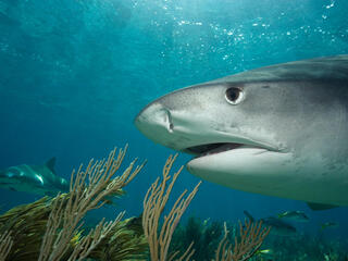 Whitetip reef shark