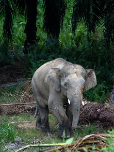 Bornean elephants emerge from an oil palm plantation at Sabah Softwoods in Sabah, Borneo on 28 March, 2019.