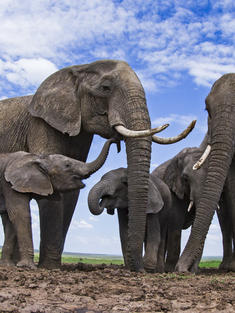 African elephants (Loxodonta africana) at a waterhole - remote camera. Masai Mara National Reserve, Kenya.