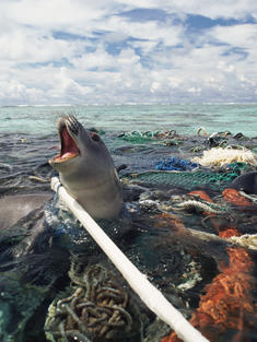 Hawaiin monk seal caught in ghost fishing gear