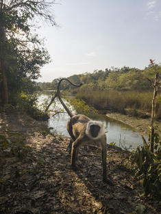 A curious grey Langur is getting close to a camera trap in Bardia National Park, Nepal.