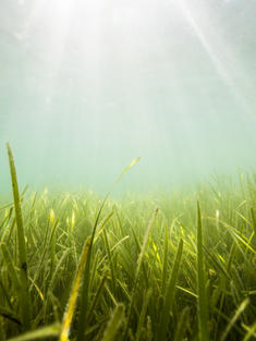 Seagrass bed in the United Kingdom