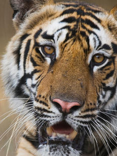 Bengal tiger on a creek bank