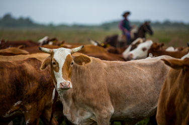 Cows