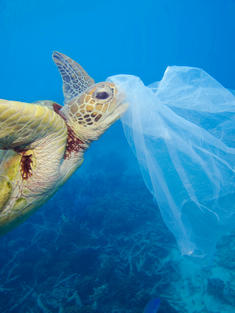 A turtle swims toward a plastic bag